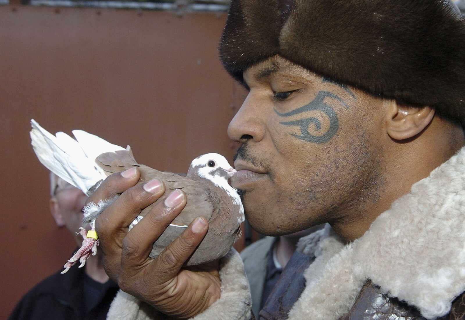 Combien valent les pigeons de Mike Tyson ?