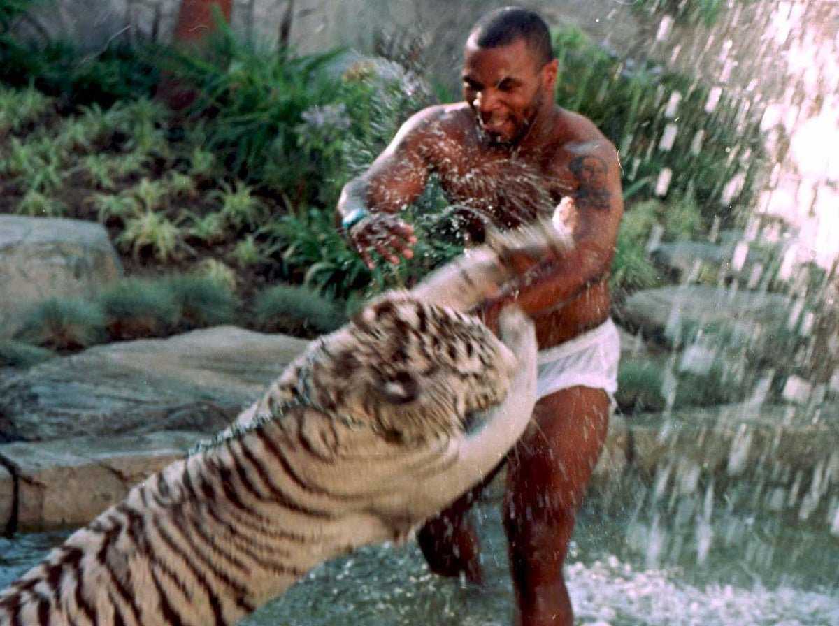 Mike Tyson révèle s'il obtiendra un autre tigre de compagnie