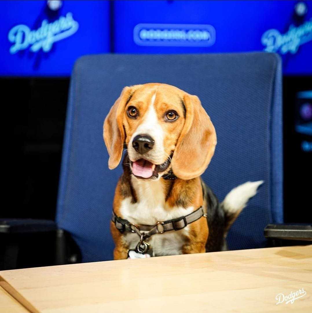 REGARDER: Les Dodgers de LA offrent un traitement VIP à un chien dans un stade en récompense d'avoir regardé des matchs
