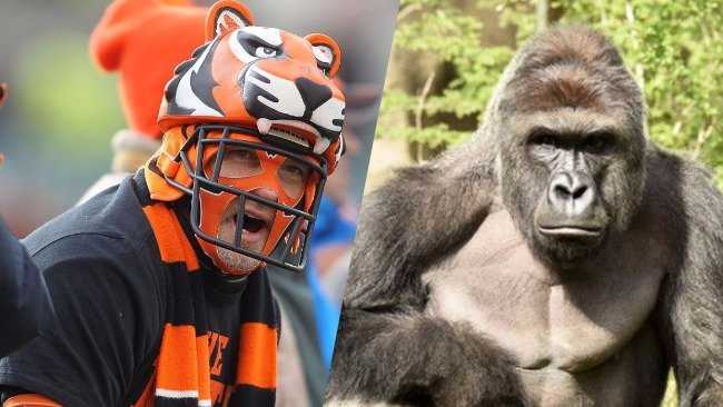 Les Bengals gagnent des cœurs en dédiant la campagne du Super Bowl au gorille tué au zoo de Cincinnati : "Nous faisons cela pour lui"