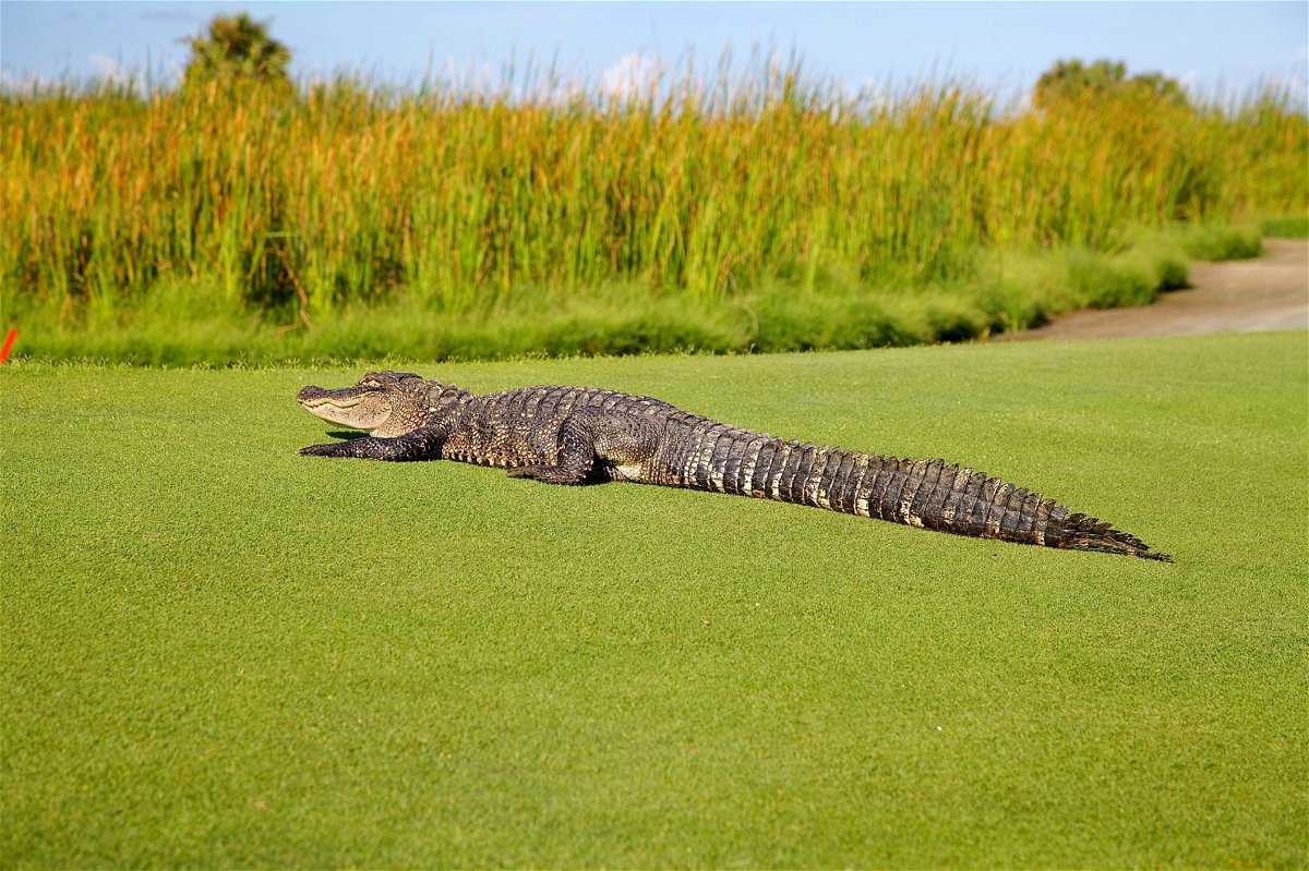 Images terrifiantes d'un alligator croisant la route des golfeurs du PGA Tour à la Zurich Classic