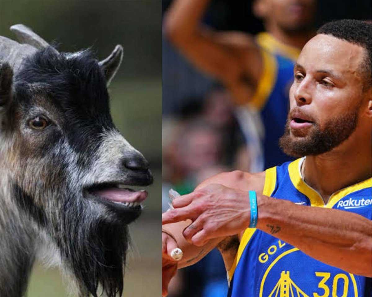 NBA World stupéfait alors que les fans des Warriors font porter le maillot de Stephen Curry à une chèvre dans une vidéo irréelle