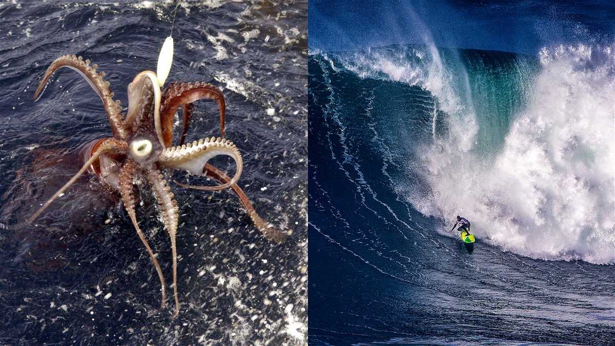 Une vidéo terrifiante montre un monstre marin géant enroulant ses tentacules autour de la jambe d’un surfeur