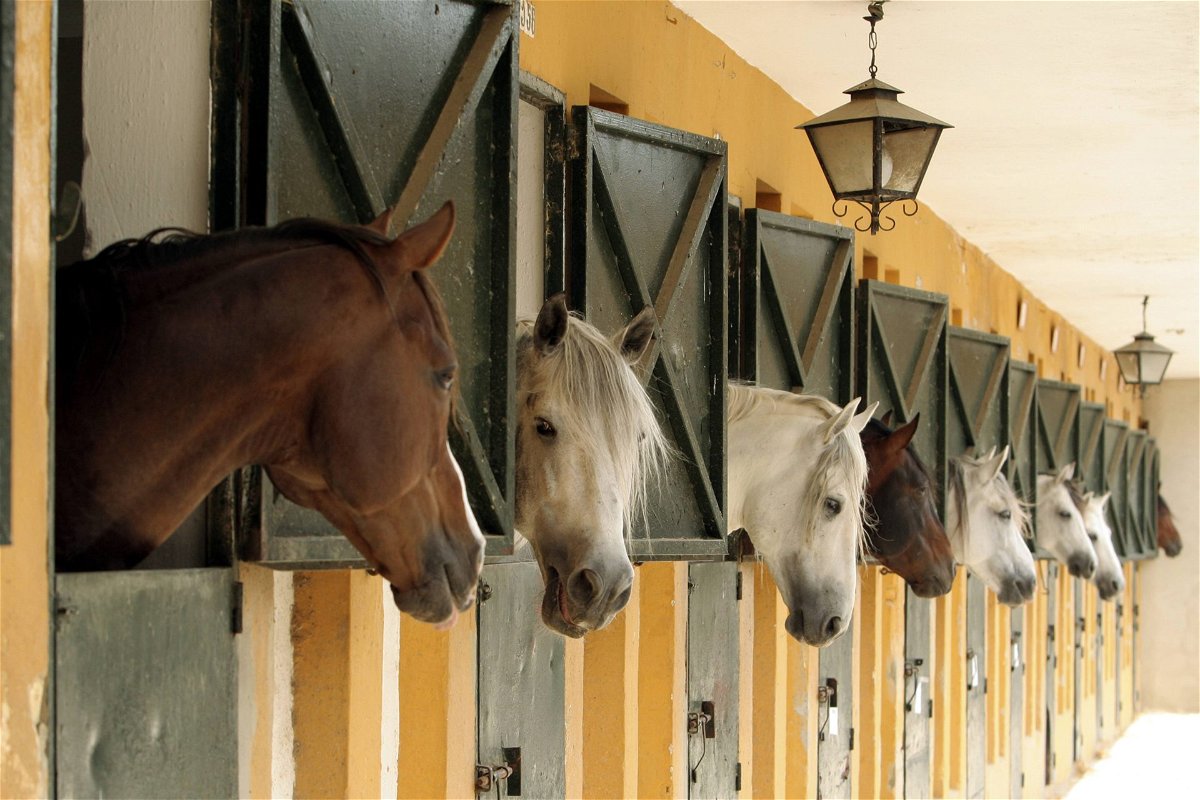 La communauté équestre s'unit pour une vision qui change la donne sur le bien-être des chevaux : « Donnera toujours la priorité à la santé et au bonheur »