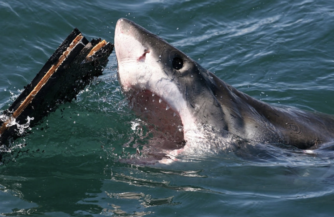 Le 4 juillet se transforme en désastre massif pour les nageurs de New York alors qu'ils sont la proie d'attaques terrifiantes de requins