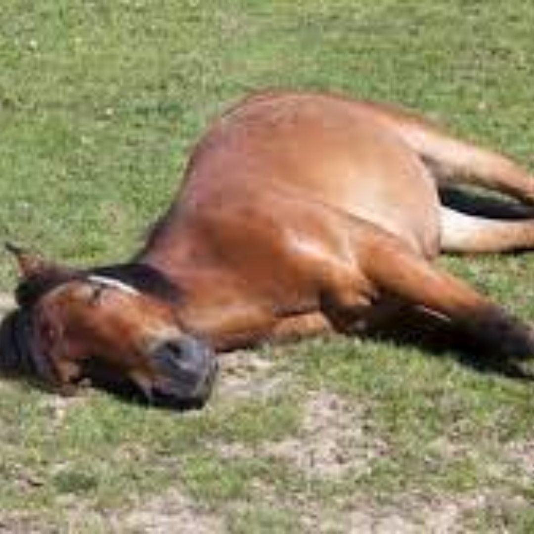 "Les propriétaires doivent éloigner leurs chevaux" : les autorités en état d'alerte après la détection d'un virus mortel après la mort d'un cheval