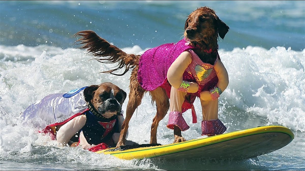 Les canidés partent à la conquête des vagues en participant au championnat du monde de surf canin 2023