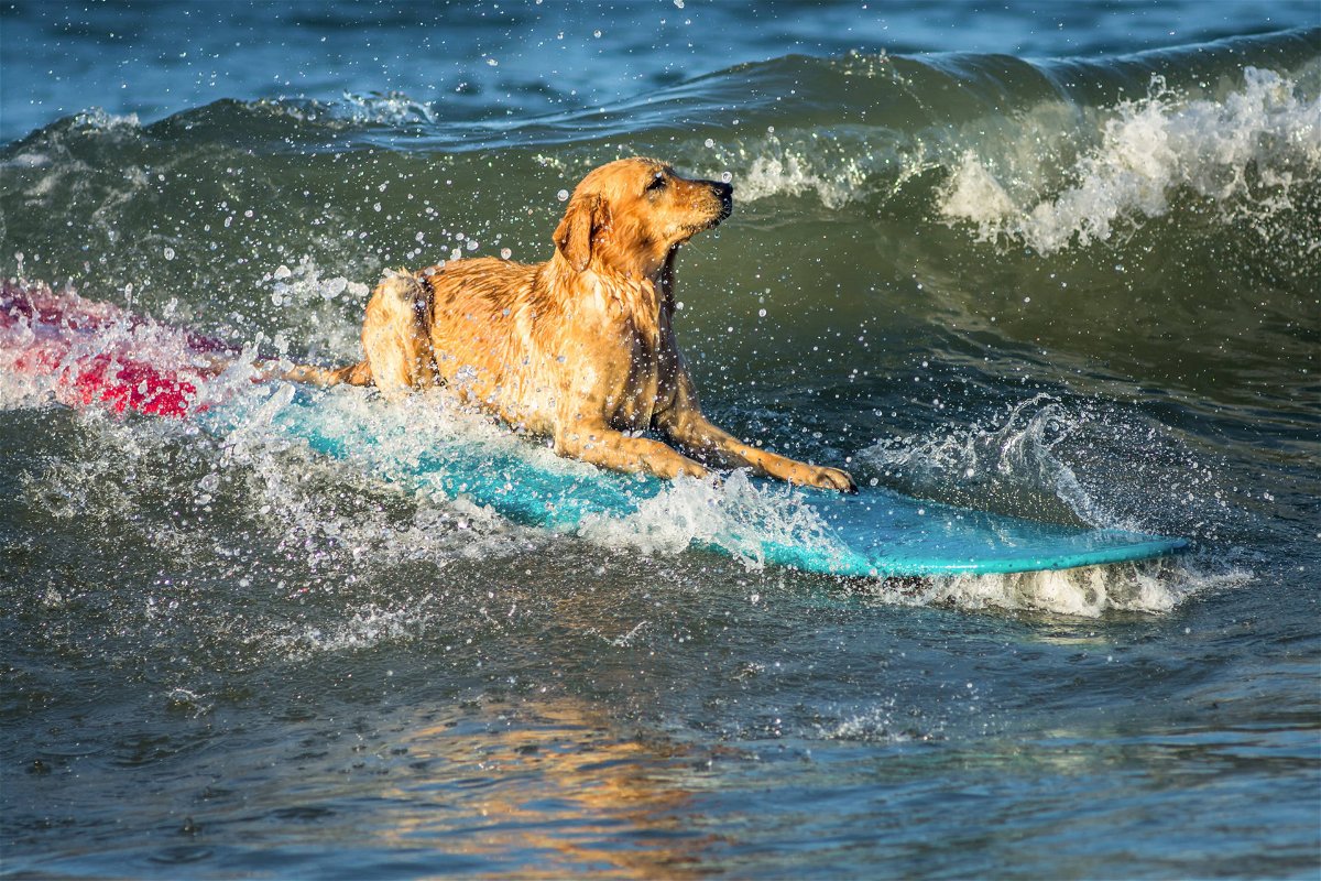 Regarder: Des chiens adorables se préparent pour la confrontation sur le surf au Surf-A-Thon annuel Surf Dog à Del Mar